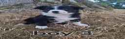 Border Collie dogs for sale: 4 Border collie pups for sale  - Advert 4