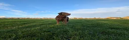 Labrador Retriever dogs for sale: Chocolate labrador retrievers  - Advert 13