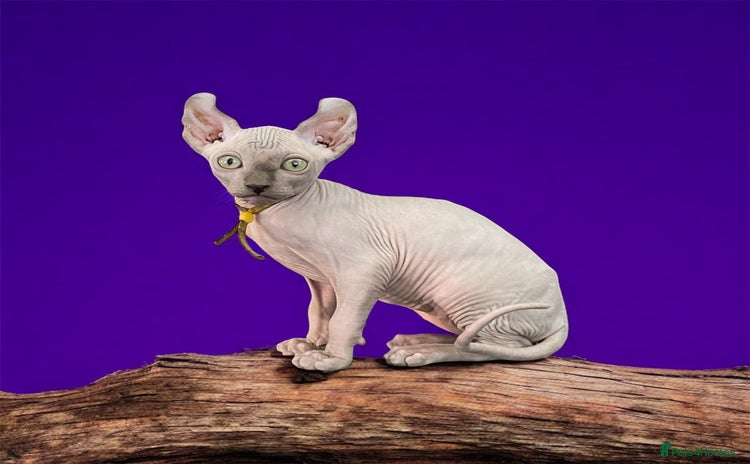 Sphynx cats - Advert 1