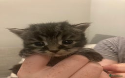 Mixed Breed cats for sale: Beautiful friendly kittens - Image 2