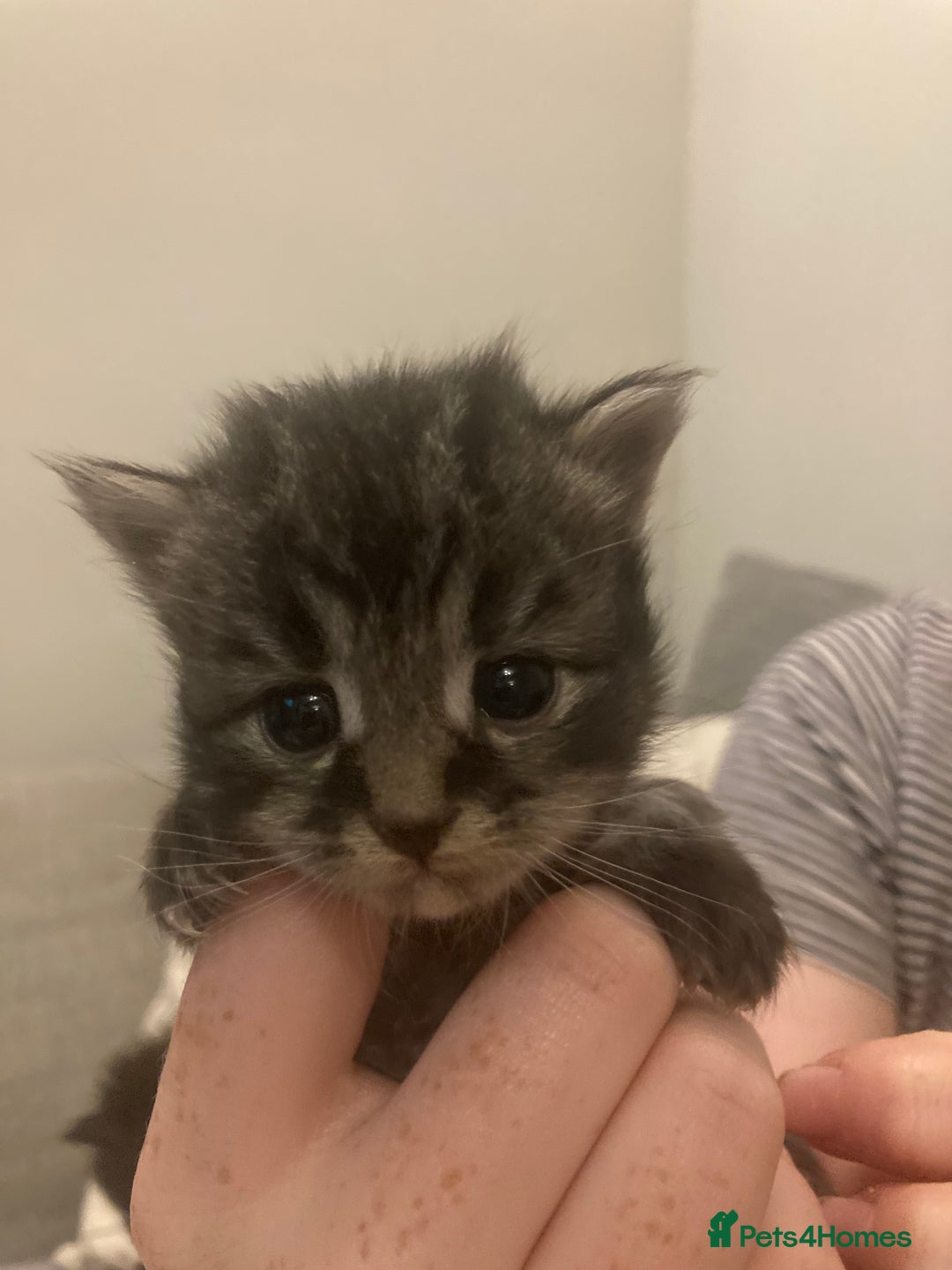 Mixed Breed cats for sale: Beautiful friendly kittens - Image 2