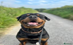 Rottweiler dogs for sale: Big beautiful Rottweiler puppies KC - Image 10