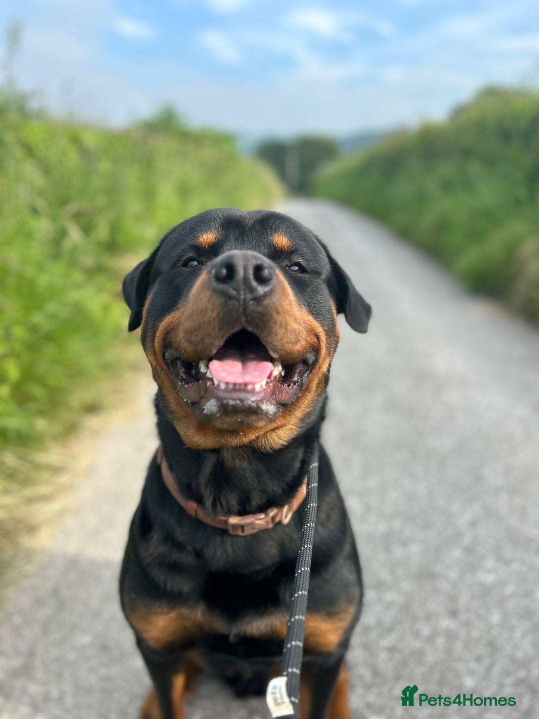 Rottweiler dogs for sale: Big beautiful Rottweiler puppies KC - Image 10