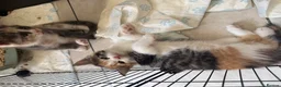 Maine Coon cats for sale: TORTOISESHELL MAINE COON X KITTENS - Advert 39