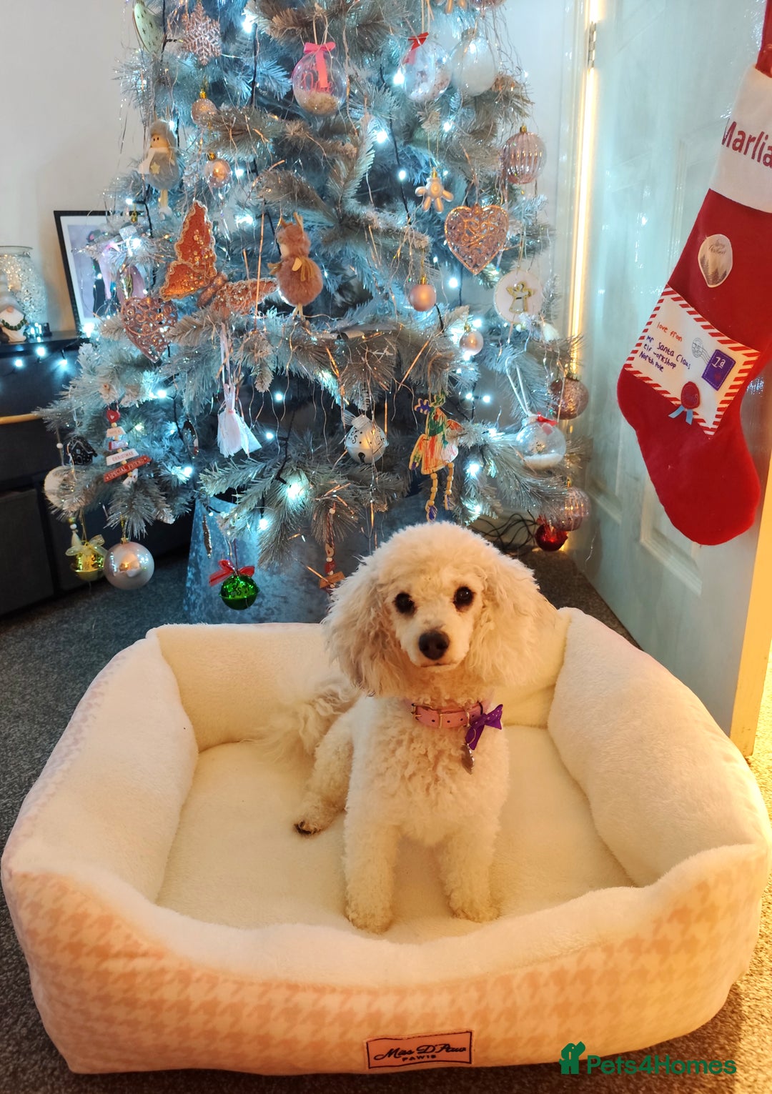 Toy Poodle dogs for sale: Two beautiful boy toy poodles - Advert 3