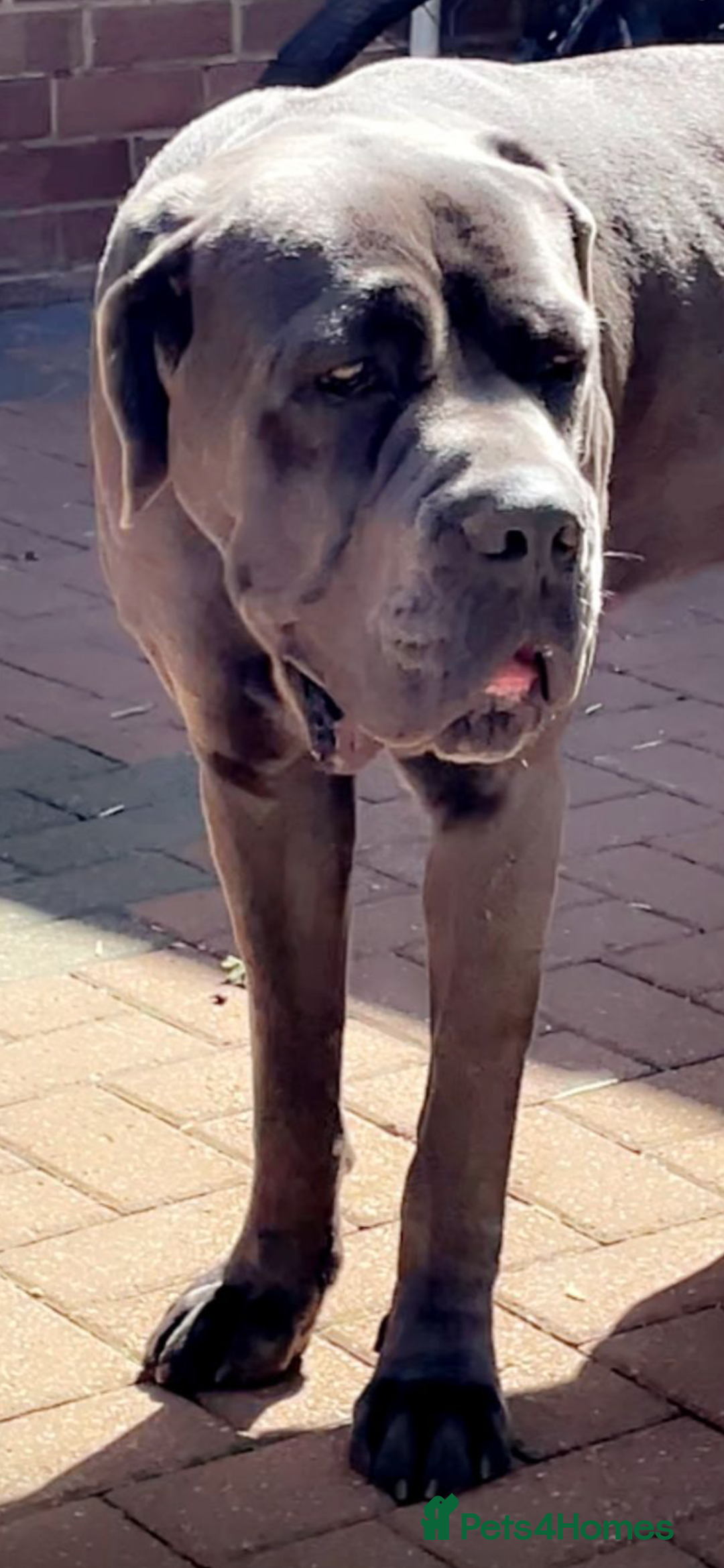 Cane Corso dogs for sale: Meet zues - Advert 2