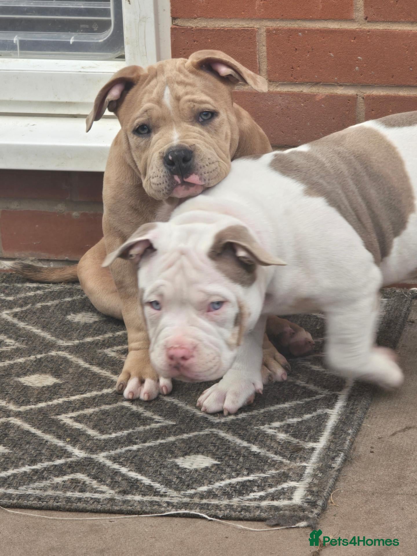 American Bully dogs 2 ABKC Pocket Bully Boys Ready Now - Advert 3