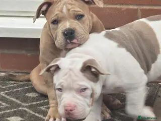 American Bully dogs 2 ABKC Pocket Bully Boys Ready Now - Advert 3