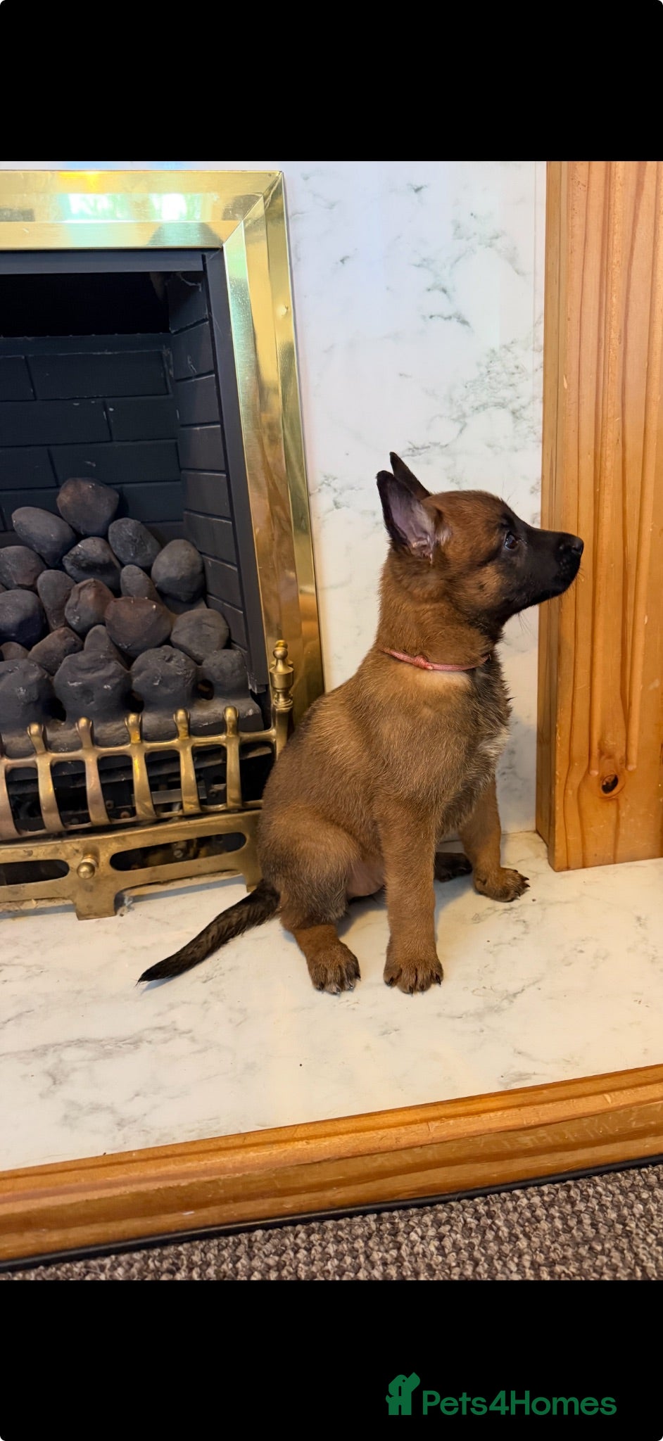 Belgian Shepherd Dog dogs Chunky pure bred top bloodlines puppies  - Advert 2