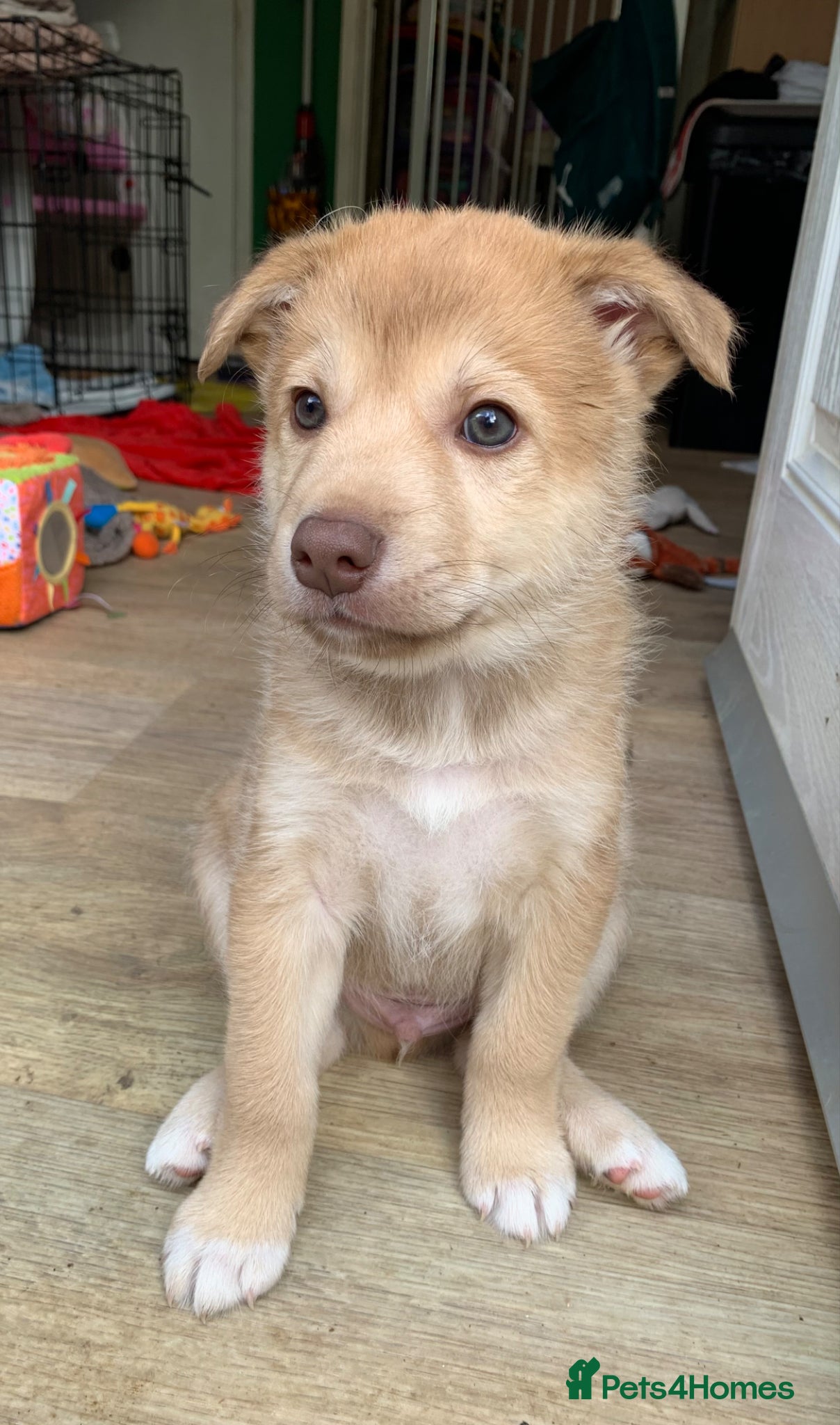 Mixed Breed dogs Collie mix male pup - Advert 6