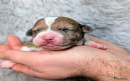 Jack Russell dogs for sale: ❤️3/4 Jack Russell babies ❤️ - Advert 12