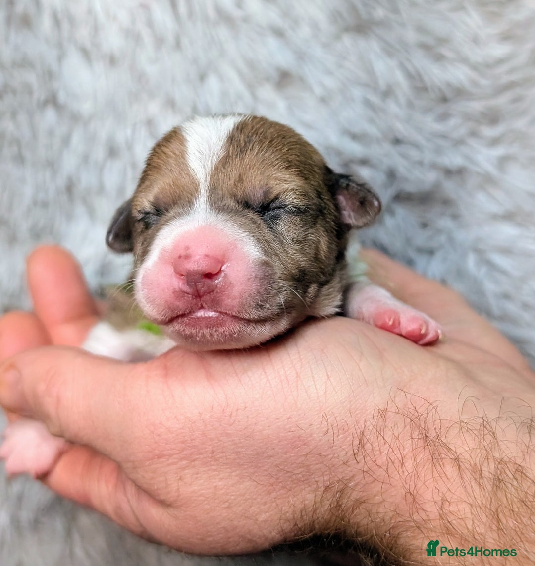 Jack Russell dogs for sale: ❤️3/4 Jack Russell babies ❤️ - Advert 12