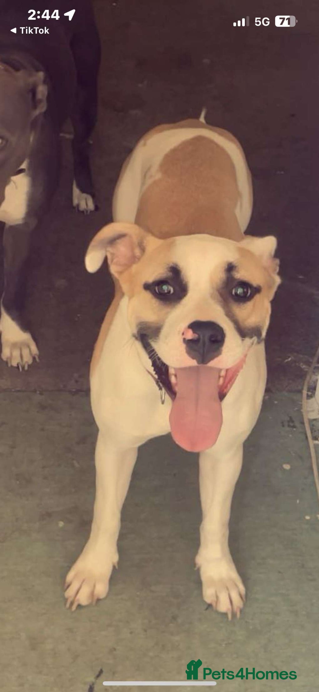 Mixed Breed dogs for sale: Mixed breed - Image 3