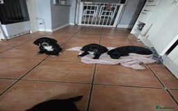 Cocker Spaniel dogs for sale: Black and white cocker spaniel - Image 4