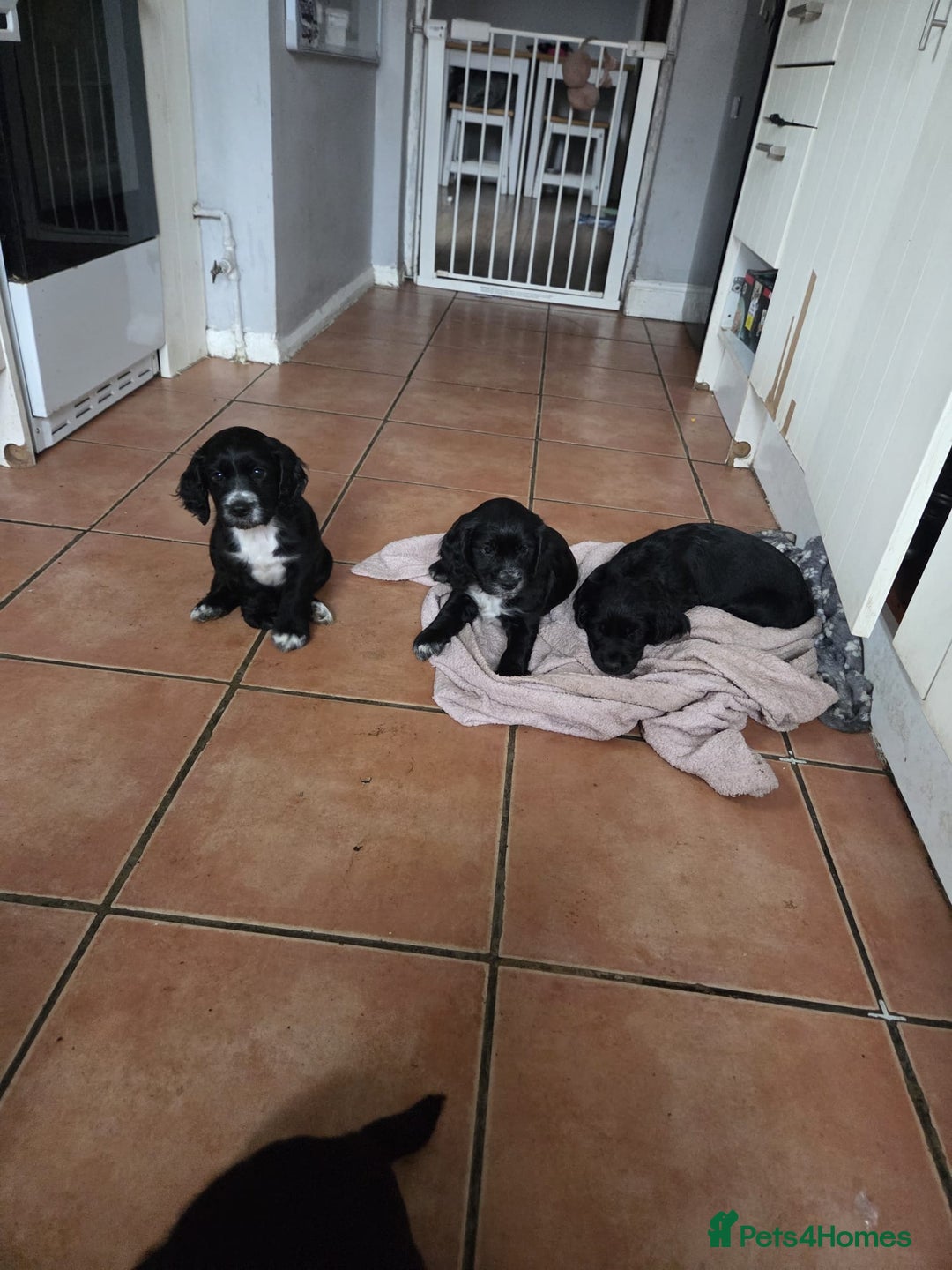 Cocker Spaniel dogs for sale: Black and white cocker spaniel - Image 4