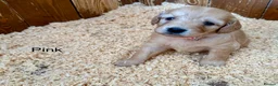 Labradoodle dogs for sale: Miniature Labradoodles frm licensed Exp breeder - Advert 30