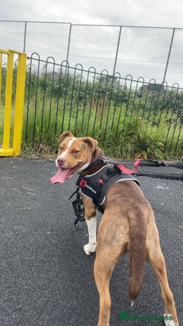 Mixed Breed dogs - Advert 15