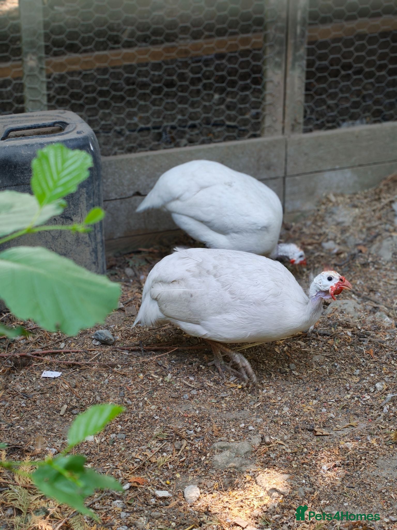 Guinea Fowl poultry Pure white guinea fowl  - Advert 1