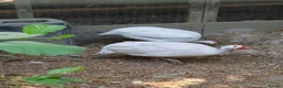 Guinea Fowl poultry for sale: Pure white guinea fowl  - Advert 1
