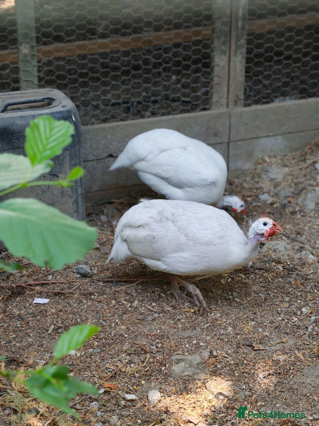 Guinea Fowl poultry for sale: Pure white guinea fowl  - Advert 1