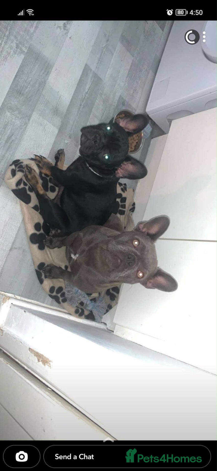 French Bulldog dogs Female pup - Advert 5