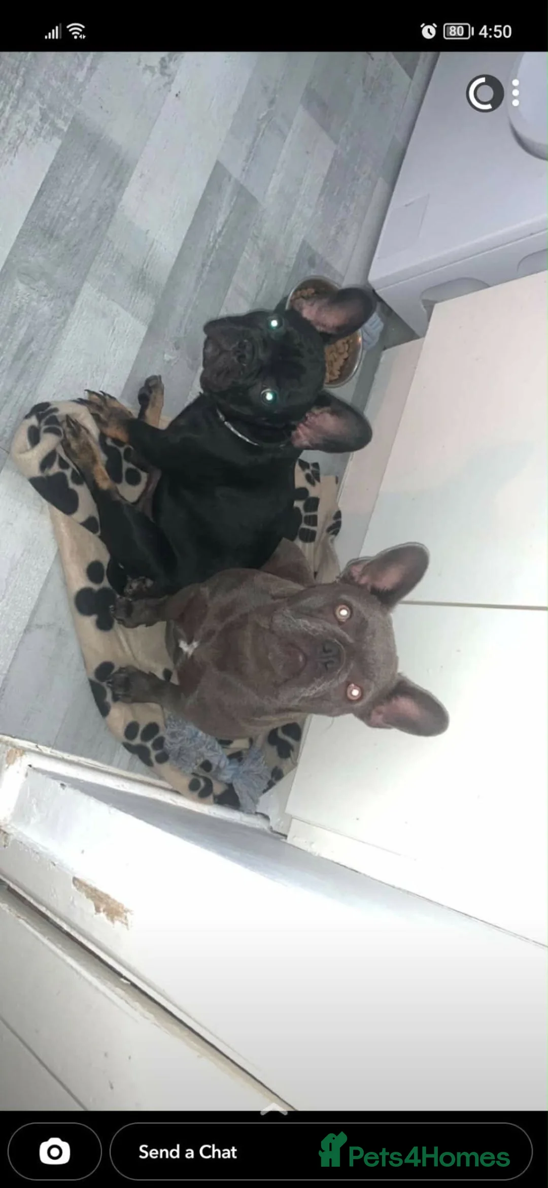 French Bulldog dogs for sale: Female pup in Worksop - Advert 1