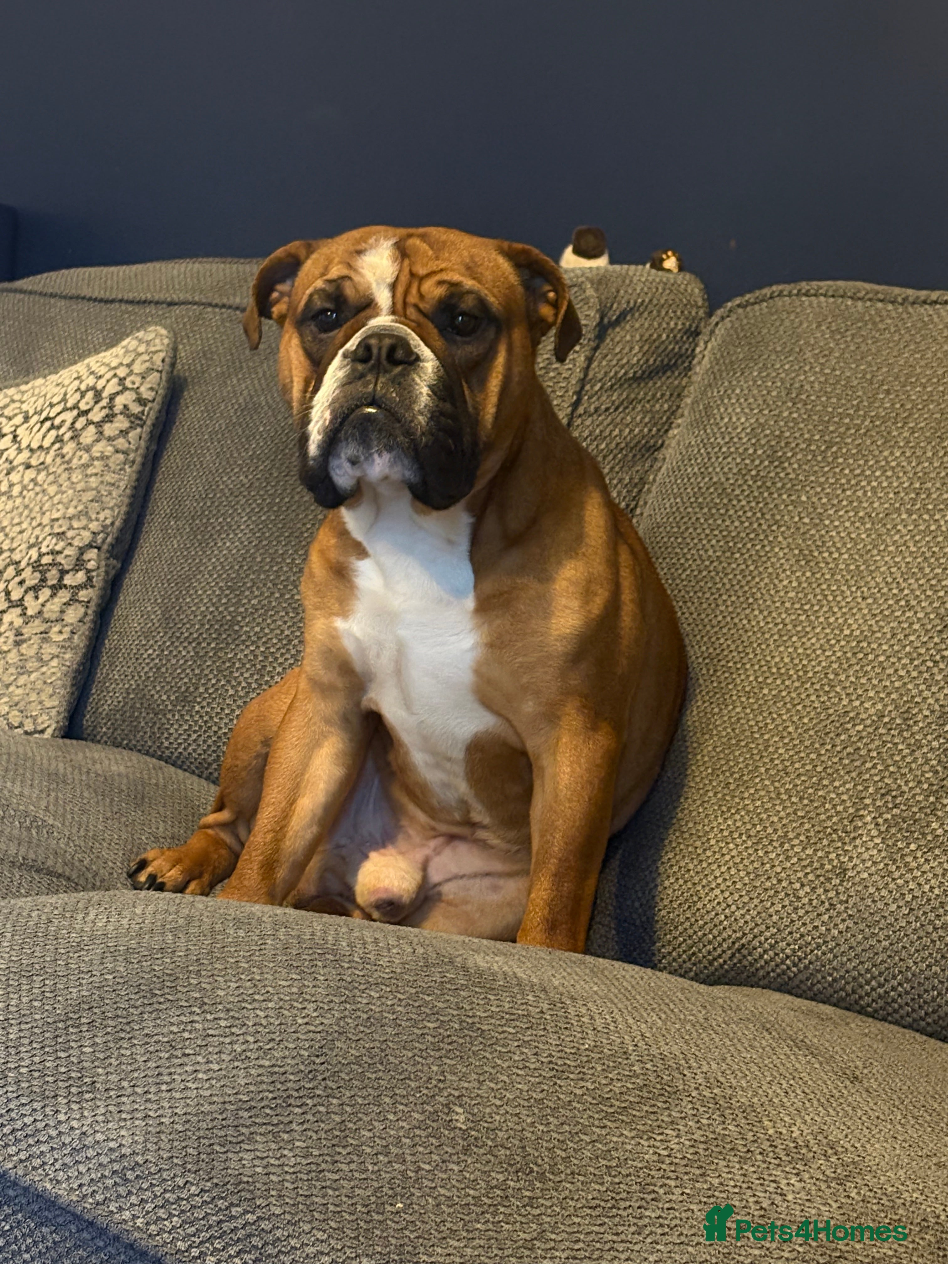 English Bulldog dogs Full health checked traditional bulldog for stud  - Advert 10