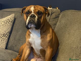 English Bulldog dogs Full health checked traditional bulldog for stud - Advert 10