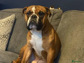 English Bulldog dogs Fully health tested, traditional bulldog for stud - Advert 5