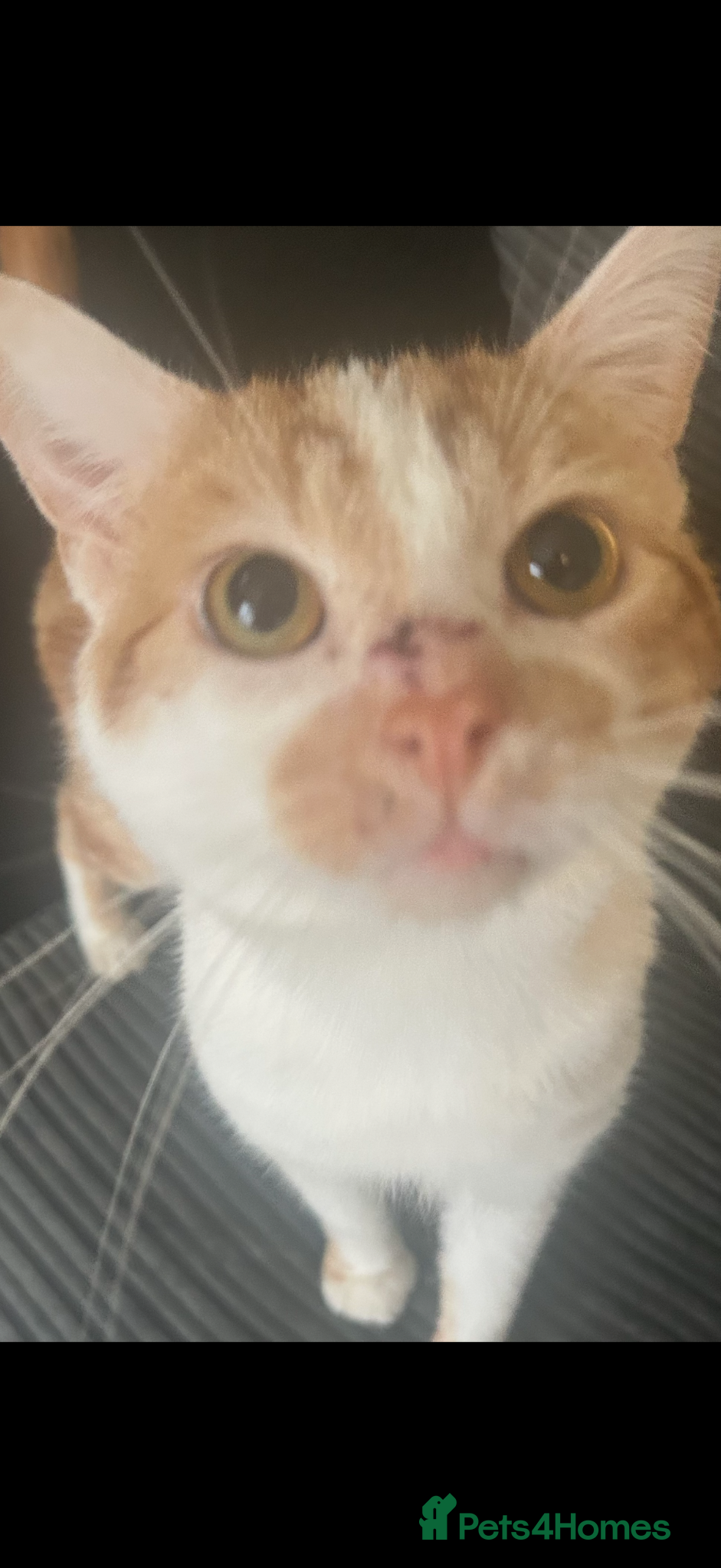 Mixed Breed cats Free to a good home  - Advert 2