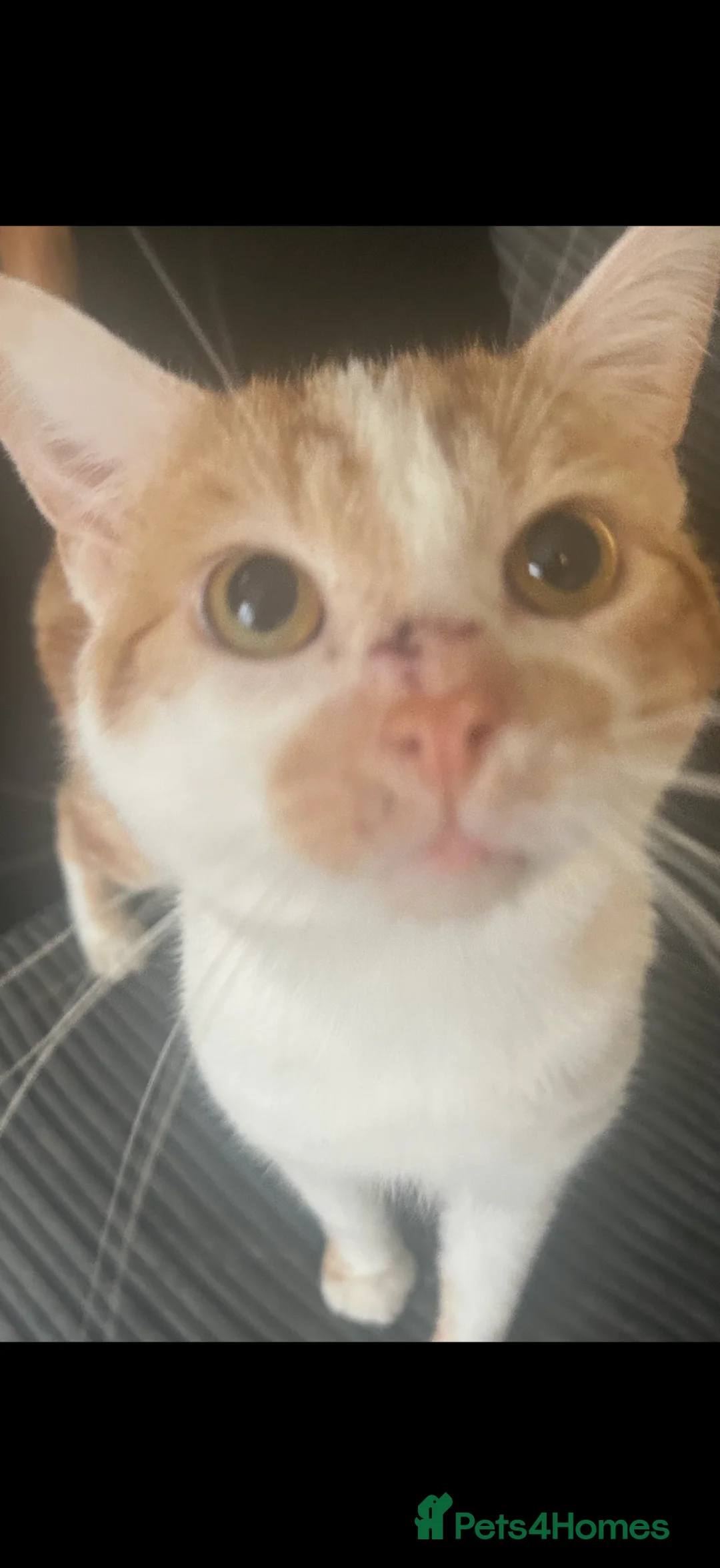 Mixed Breed cats for sale: Male cat  - Advert 1