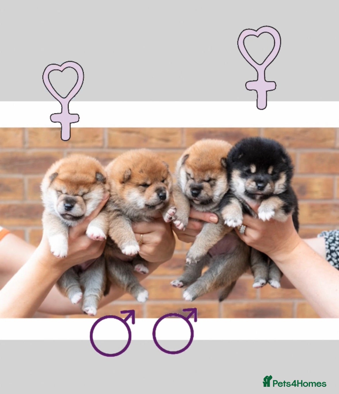 Japanese Shiba Inu dogs Outstanding original Japanese Shiba Inu puppies  - Advert 1
