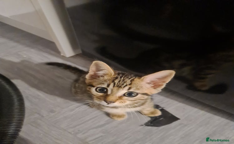 Bengal cats - Advert 14