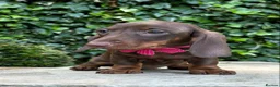 Miniature Dachshund dogs for sale: 3 LEFT! READY NOW STUNNING MINI DACHSHUNDS - Advert 9