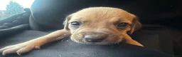 Mixed Breed dogs for sale: Mixed breed puppies in Rowley Regis - Advert 32