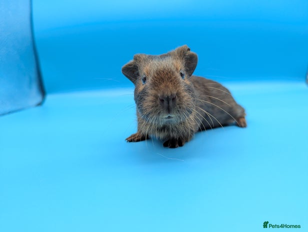 Guinea Pig rodents - Advert 2