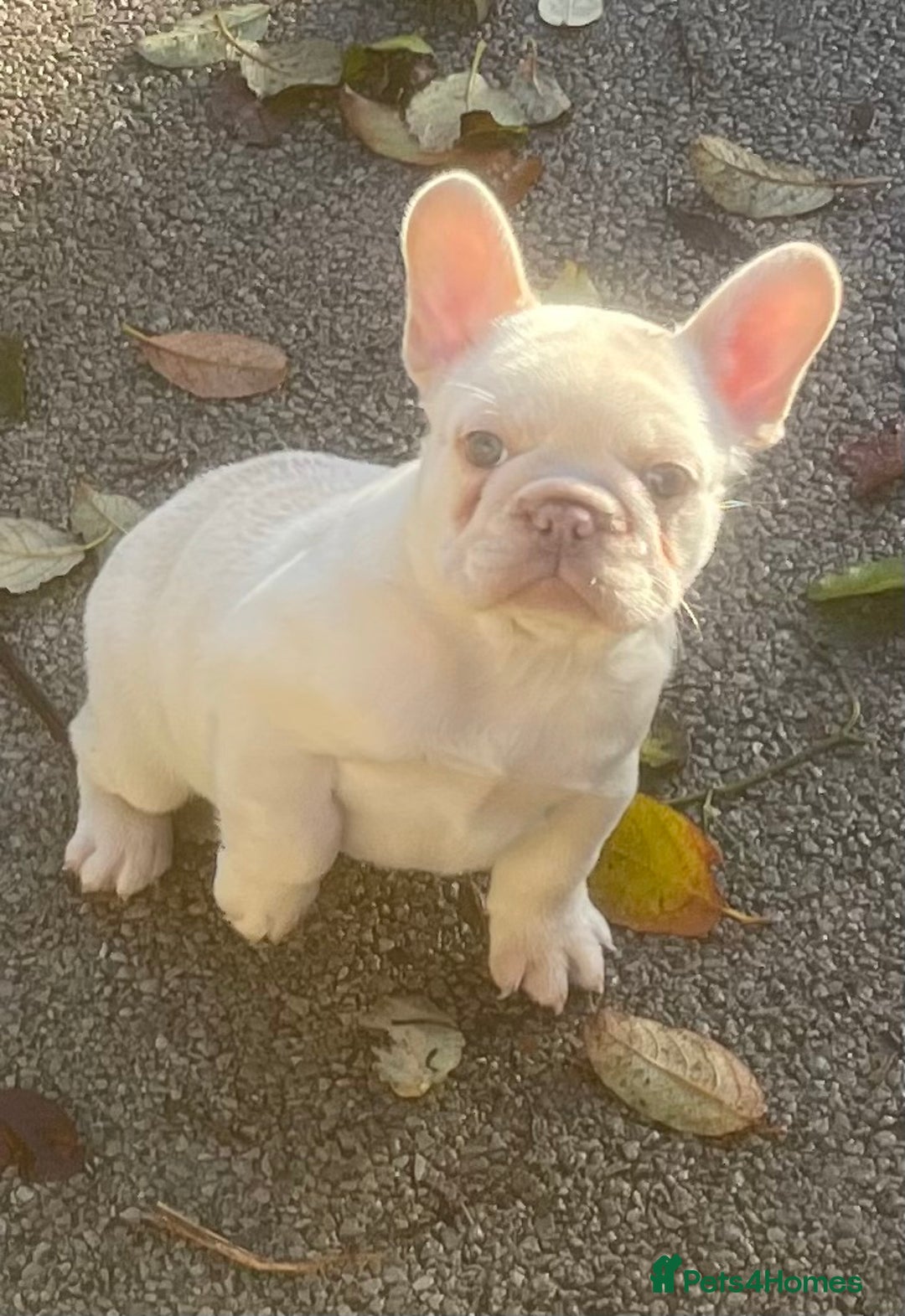 French Bulldog dogs for sale: KC REGISTERED QUALITY FRENCH BULLDOG PUPPIES  - Advert 28