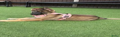 German Shepherd 10