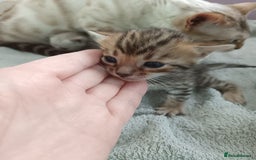 Bengal cats for sale: Tica RG pure bengals  - Image 10