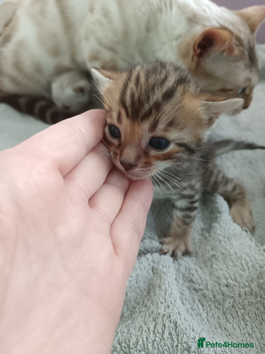 Bengal cats for sale: Tica RG pure bengals  - Image 10