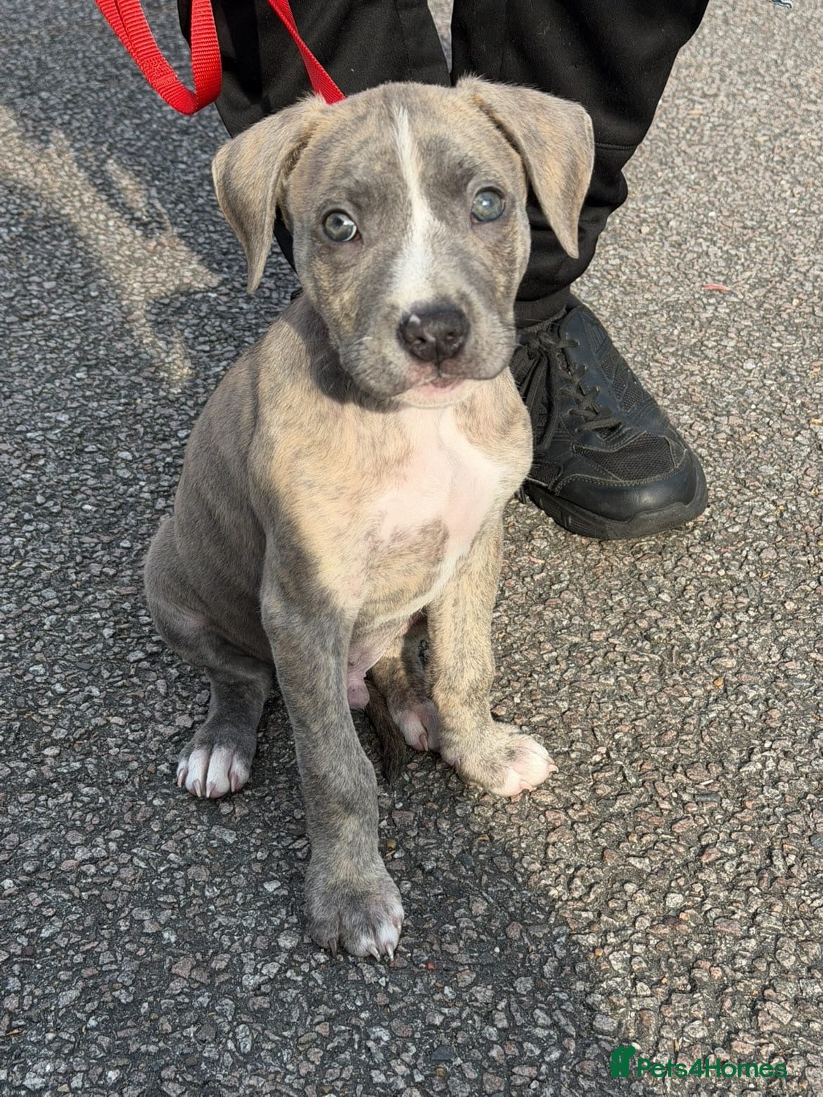Mixed Breed dogs One pup  £450 💕Presa x American bulldog puppies - Advert 8