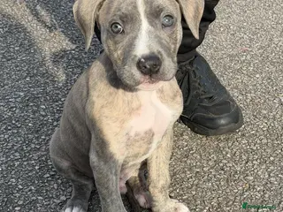 Mixed Breed dogs One pup £450 💕Presa x American bulldog puppies - Advert 8