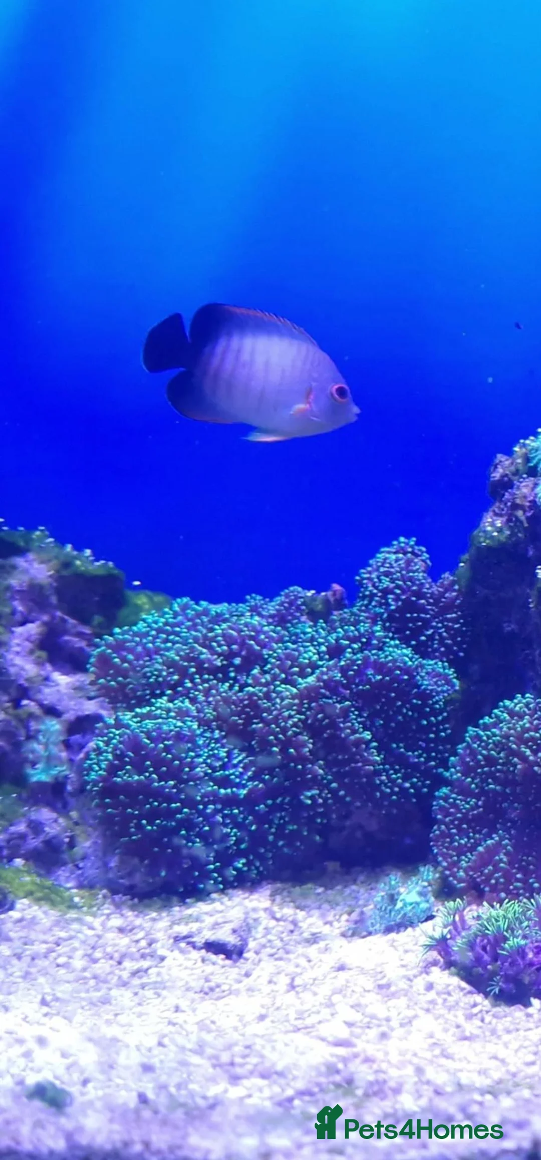 Angelfish fish for sale: Red stripe angle fish  in Oxford - Advert 2