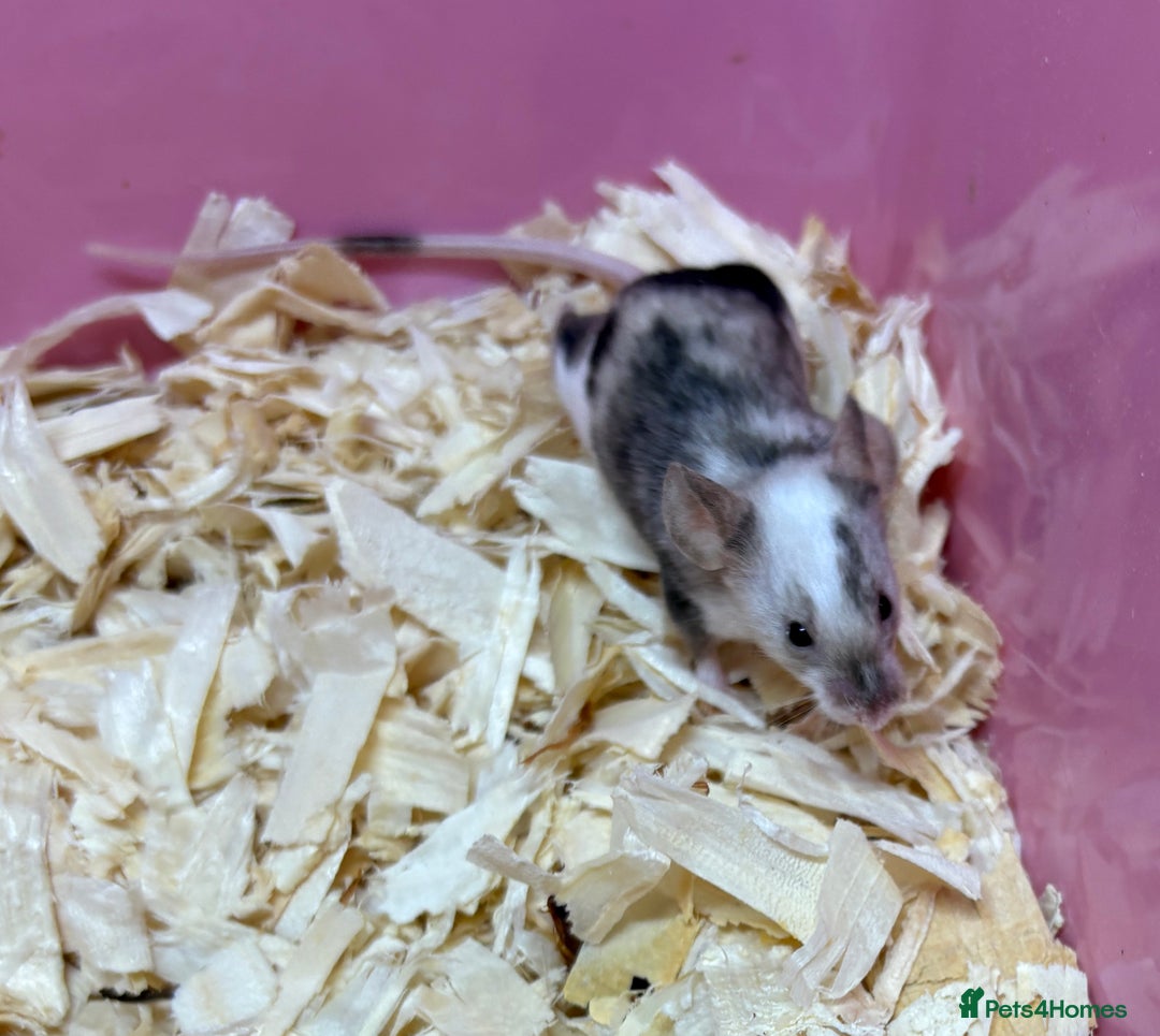 Mouse rodents for sale: Female baby mice ready now  - Image 10