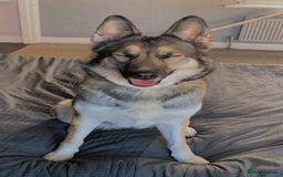 German Shepherd dogs for sale: Female German shepard  - Image 1