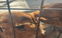 Cockapoo dogs for sale: Red fox mini Cockapoo puppies in Alfreton - Image 4