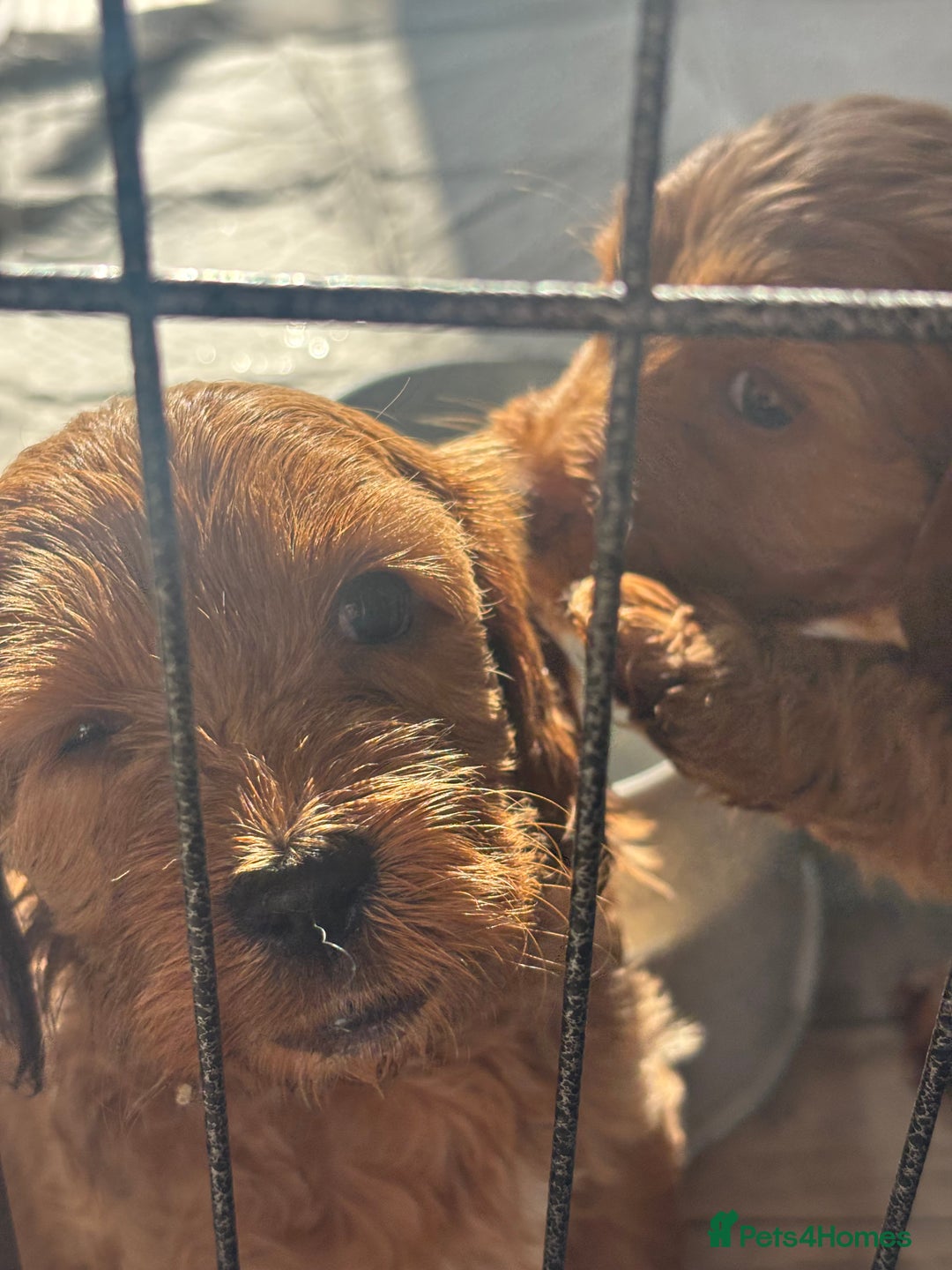 Cockapoo dogs for sale: Red fox mini Cockapoo puppies in Alfreton - Image 4