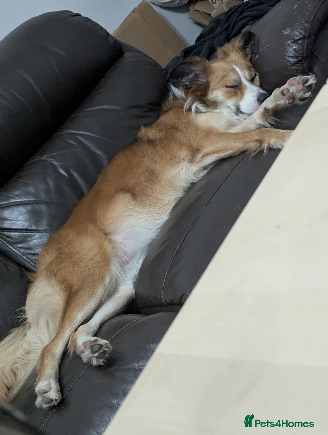 Border Collie dogs for sale: Èowyn - Advert 5