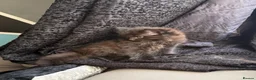 Maine Coon cats for sale: Maine Coon x British shorthair - Advert 9