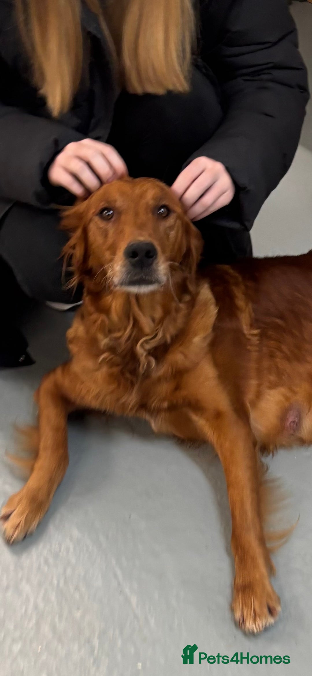 Golden Retriever dogs for sale:  Golden retriever puppies  - Advert 10